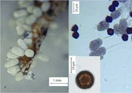 Attēlu rezultāti vaicājumam “Didymium spongiosum macro”