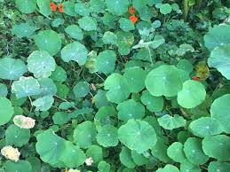 Attēlu rezultāti vaicājumam “Tropaeolum majus leaf”