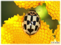 Attēlu rezultāti vaicājumam “Propylea quatuordecimpunctata”