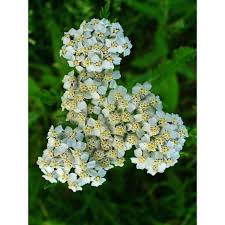Attēlu rezultāti vaicājumam “Achillea millefolium”