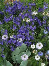 Attēlu rezultāti vaicājumam “Veronica austriaca subsp. teucrium”