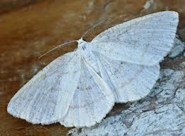 Attēlu rezultāti vaicājumam “Cabera pusaria”