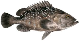 Image result for Hyporthodus quernus