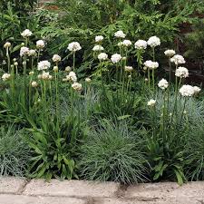 Image result for Grasnelke