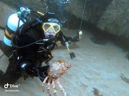 Image result for Torbay Sub-Aqua Club