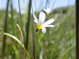 Attēlu rezultāti vaicājumam “Sisyrinchium montanum”