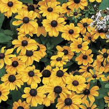 Attēlu rezultāti vaicājumam “Rudbeckia hirta var. hirta”
