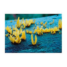 Attēlu rezultāti vaicājumam “Calocera cornea”