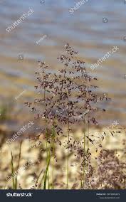 Attēlu rezultāti vaicājumam “Corynephorus canescens flower”