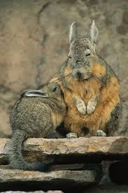 Image result for viscacha
