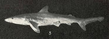 Image result for Carcharhinus isodon