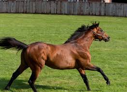 Image result for Elite Racing Club