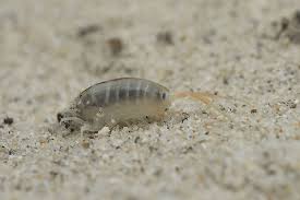 Attēlu rezultāti vaicājumam “Talitrus saltator”