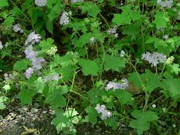 Attēlu rezultāti vaicājumam “Hydrophyllaceae”