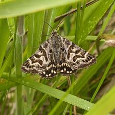 Attēlu rezultāti vaicājumam “Callistege mi”