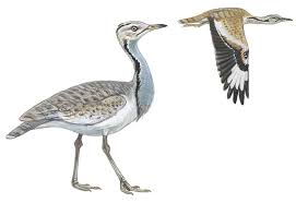 Image result for Chlamydotis macqueenii