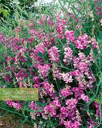 Attēlu rezultāti vaicājumam “Lathyrus latifolius”