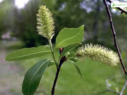 Attēlu rezultāti vaicājumam “Salix pentandra fruit”