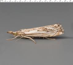 Attēlu rezultāti vaicājumam “Catoptria fulgidella”