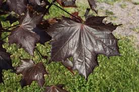 Attēlu rezultāti vaicājumam “Acer platanoides fo. schwedleri”