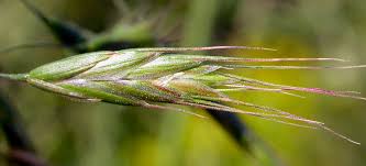 Attēlu rezultāti vaicājumam “Bromopsis inermis fruit”
