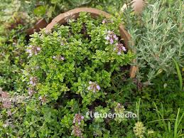 Attēlu rezultāti vaicājumam “Thymus pulegioides flower”