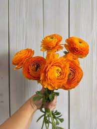 Attēlu rezultāti vaicājumam “Ranunculus mendax flower”