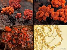 Attēlu rezultāti vaicājumam “Arcyria affinis macro”