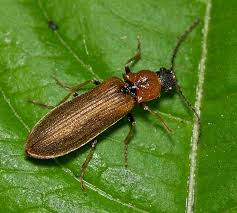 Attēlu rezultāti vaicājumam “Denticollis linearis”