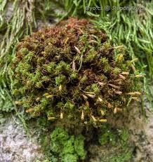 Attēlu rezultāti vaicājumam “Ulota crispa”