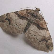 Attēlu rezultāti vaicājumam “Pareulype berberata”