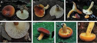 Attēlu rezultāti vaicājumam “Russulales”