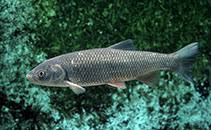 Image result for Squalius vardarensis