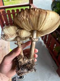 Attēlu rezultāti vaicājumam “Macrolepiota”