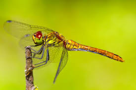 Attēlu rezultāti vaicājumam “Sympetrum sanguineum female”
