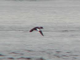 Attēlu rezultāti vaicājumam “Bucephala clangula”