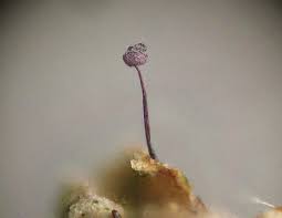 Attēlu rezultāti vaicājumam “Cribraria violacea macro”