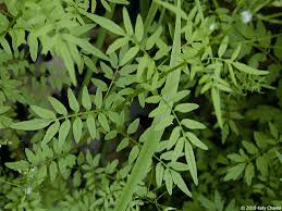 Attēlu rezultāti vaicājumam “Cardamine impatiens fruit”