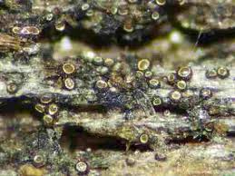 Attēlu rezultāti vaicājumam “Licea chelonoides”