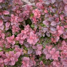 Attēlu rezultāti vaicājumam “Berberis thunbergii flower”