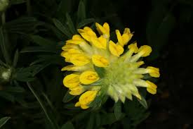 Attēlu rezultāti vaicājumam “Anthyllis arenaria”