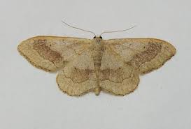 Attēlu rezultāti vaicājumam “Idaea aversata”