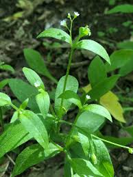 Attēlu rezultāti vaicājumam “Myosotis sparsiflora flower”