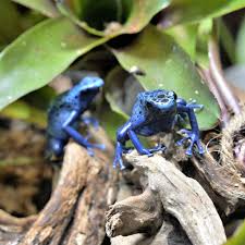 Image result for blauer baumsteiger