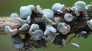 Attēlu rezultāti vaicājumam “Physarum pezizoideum”