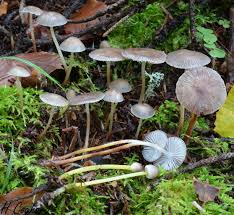 Attēlu rezultāti vaicājumam “Mycena viscosa”