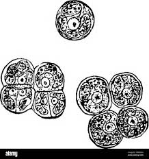 Attēlu rezultāti vaicājumam “Pleurococcus vulgaris”