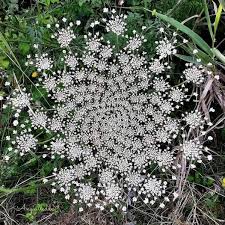 Attēlu rezultāti vaicājumam “Daucus carota subsp. carota leaf”