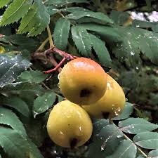 Attēlu rezultāti vaicājumam “Sorbus intermedia fruit”