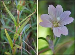 Attēlu rezultāti vaicājumam “Epilobium palustre”